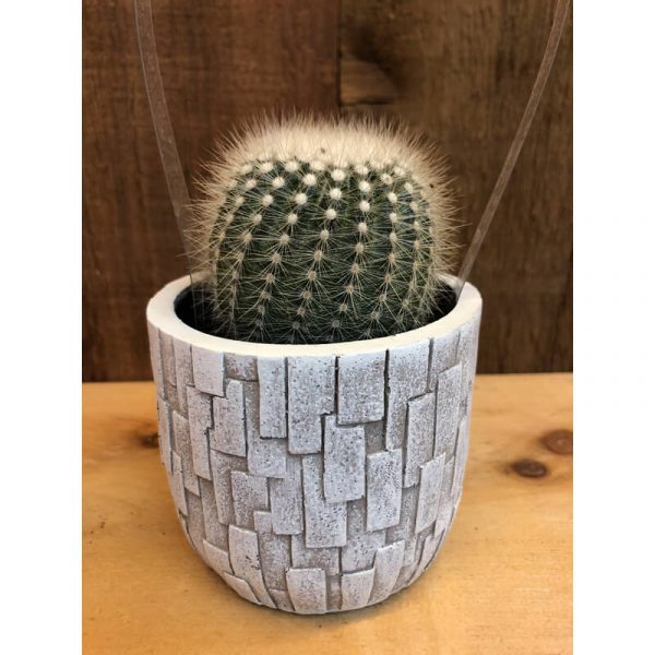 cactus-16