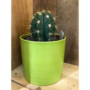 cactus-et-pot-5800