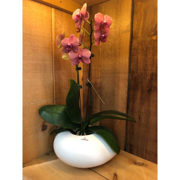orchidee-85