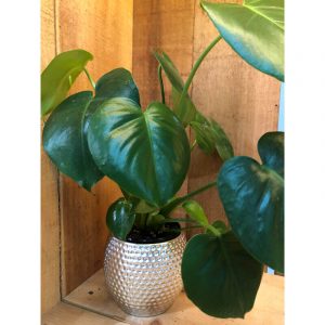 philodendron-scadens-23
