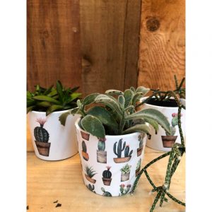 plante-et-pot-de-cactus-1300