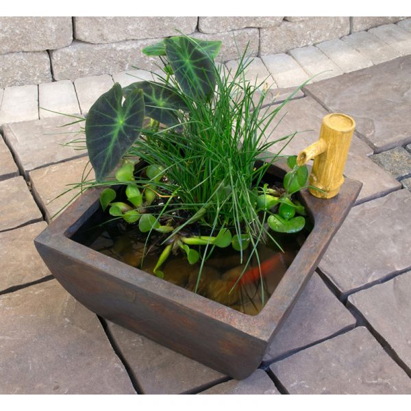 aquascape-kit-bassin-patio-plante-et-poisson
