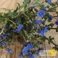 cynoglossum-blue-chinese-forget-me-not