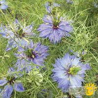 nigelle-love-in-the-mist