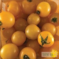 tomate-cerise-jaune-galina