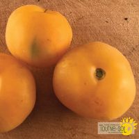 tomate-jaune-wapsinicon-peach