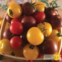 tomates-cerises-melangees