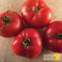 tomates-rouges-montreal-tasty