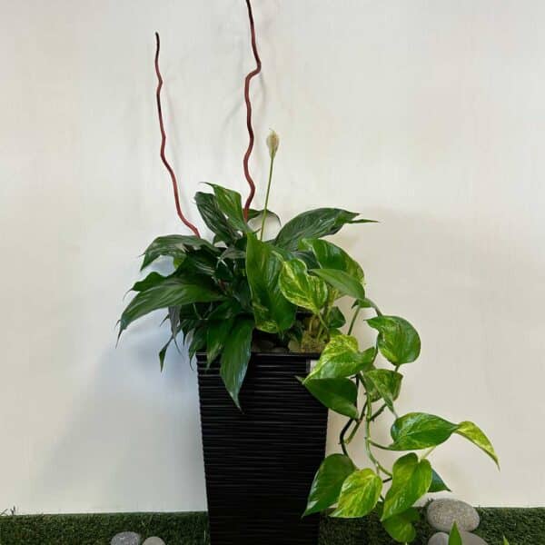 arrangement-funeraire-10